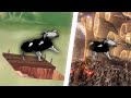 Polish Cow dancing at various famous locations