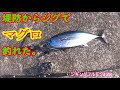 マグロが堤防からメタルジグで釣れたよ。あと青物も!スーパーライトショアジギング。ジギングフルモン128