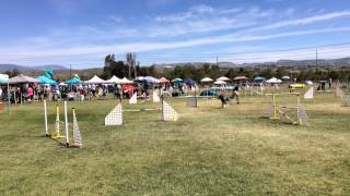 Slayte 2014 USDAA Steeplechase Regional Finals