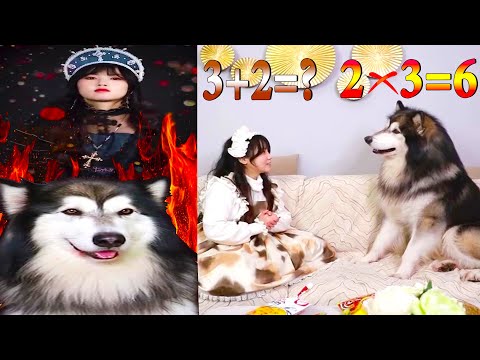 Thú Cưng TV | Dương KC Pets | Ngáo Bảo Bảo #7 | chó thông minh vui nhộn | funny cute smart dog