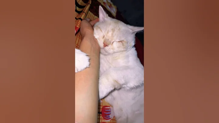 Watch the video about Wait for last #trending #viral #funny #love #cutecat #lovely#shorts#Persian cat ￼