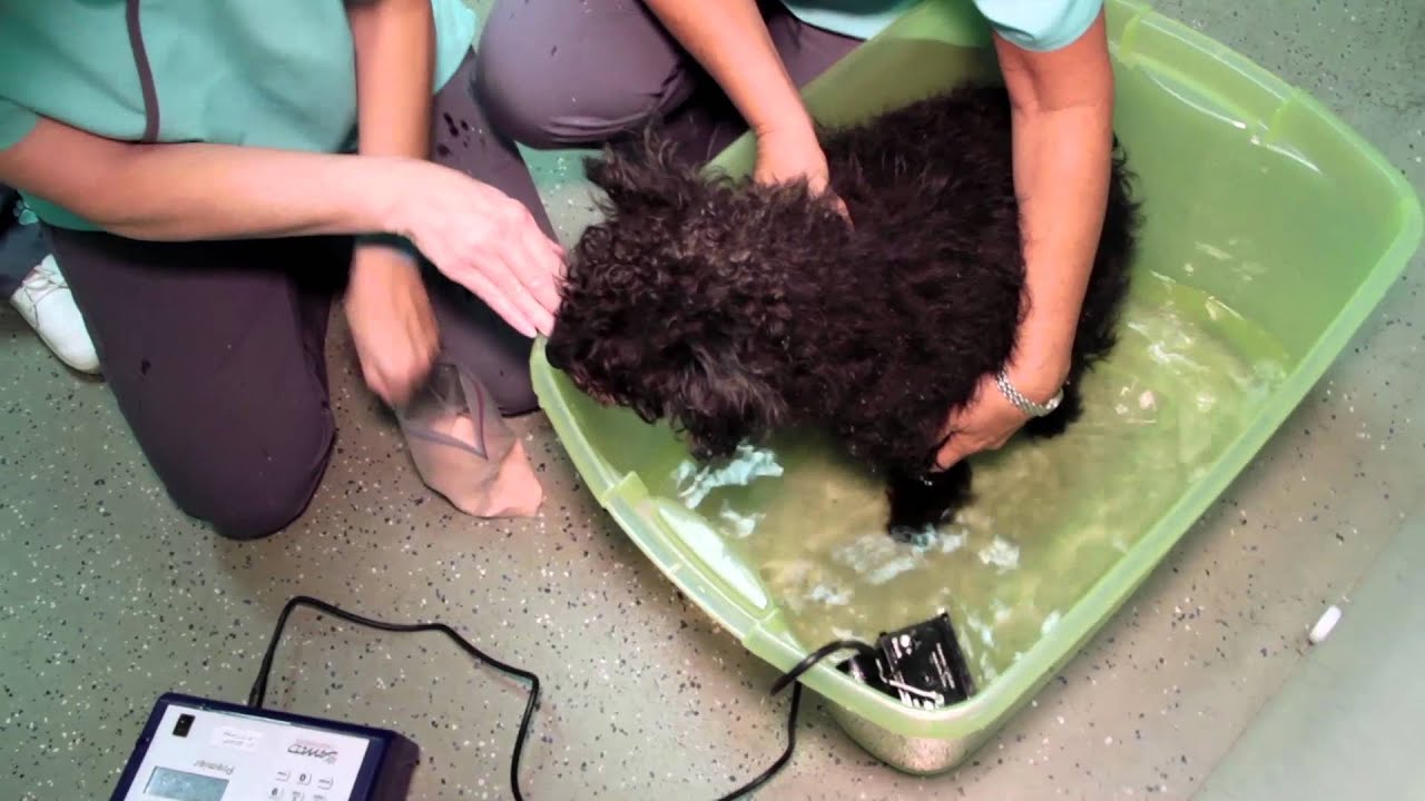 to Animal Health Oasis Naples, FL YouTube