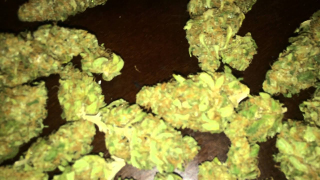 Vegamatrix harvest update. (Trainwreck, Critical Sensi Star, Lemon Skunk)