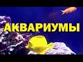 Галилео. Аквариумы