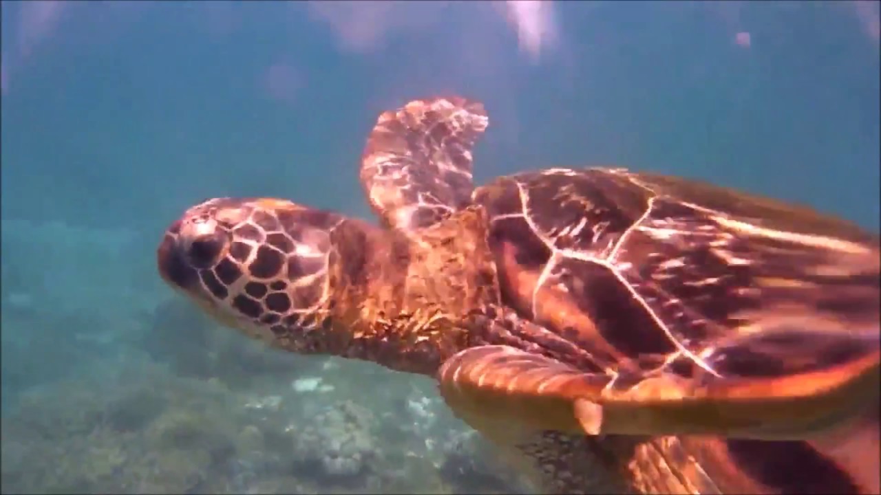 Meeres-Schildkröte schwimmt/swimming sea turtle/tortue carouanne nageant, Philippines Philippinen sea of thieves
