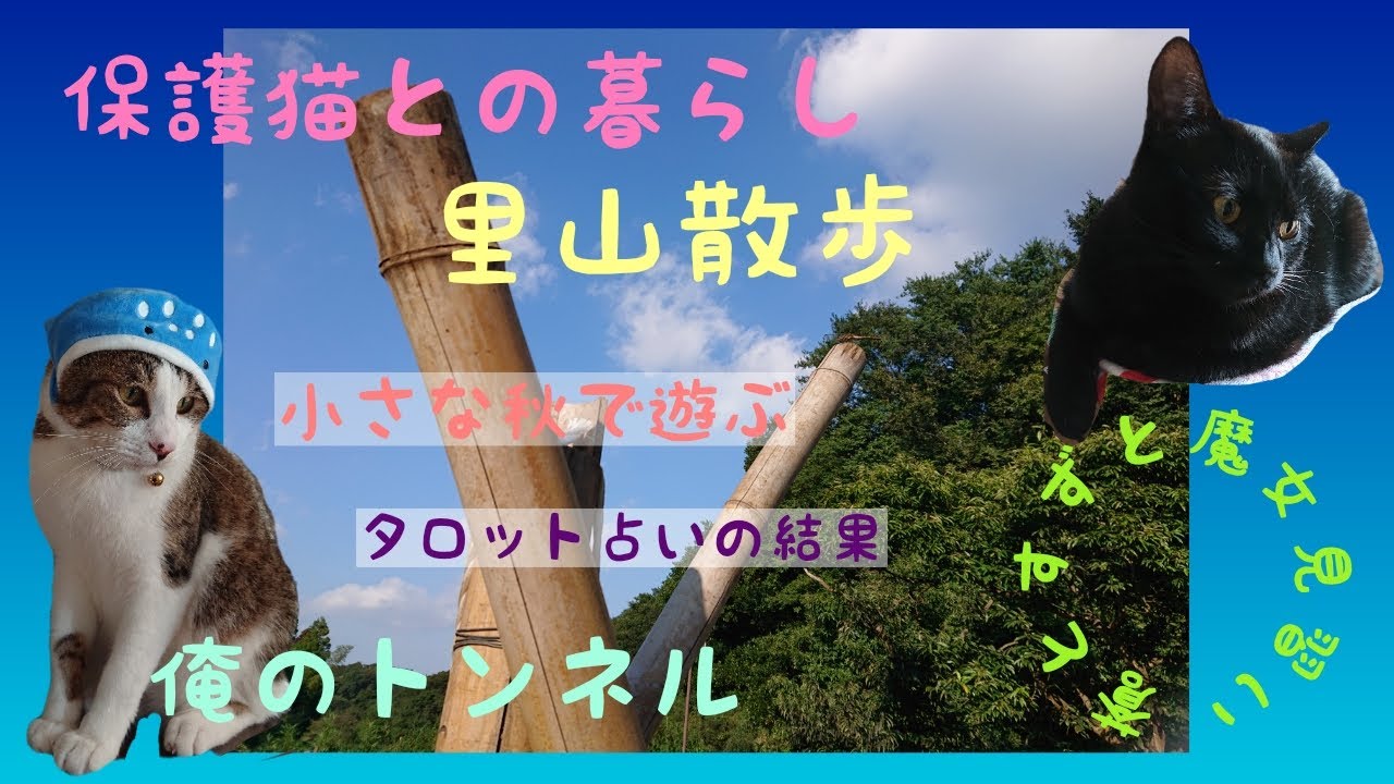 保護猫との暮らし 小さな秋見つけた 癒しの里山散歩 俺のトンネル 小さな秋で遊ぶ 猫との日常vlog 猫癒し動画 Youtube
