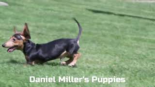 Daniel Miller's Mini Dachshund Puppy Xavier