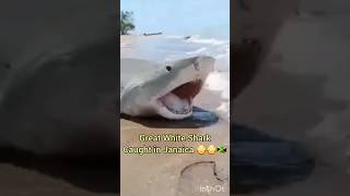 😳 Massive great white Shark in on Jamaican Beach