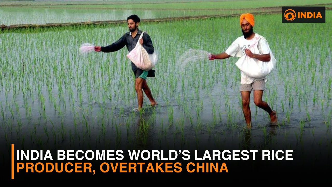 India Becomes World’s Largest Rice Producer, Overtakes China