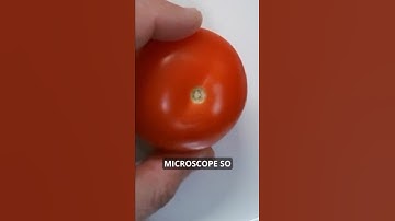 How to make TOMATO CELLS visible under the microscope