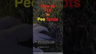 Got Dog Pee Spots In Your Lawn? Here’s Your FIX! CHEAP EASY EFFECTIVE! #dog #dogs #dogtraining