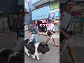 大型犬を散歩中のご夫婦を撮らせて頂きました!