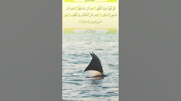 #سورة_الفلق #اكسبلور #القزابري #المصحف #duet #تيك_توك #لايك #حالات_واتس #الرحمن #birds #الورقات