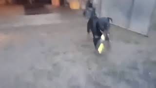 Poslušan Pas U Radionici