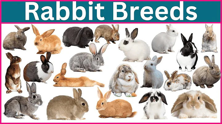 Discover the Best Rabbit Breeds for Your Lifestyle