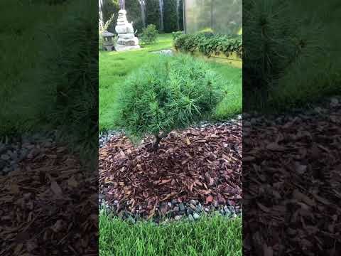 Видео: Wintergreen стайни растения - Отглеждане на Wintergreen на закрито за празничен декор