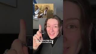 Barnacle fun fact! Sea bugs. #barnacles #biology #scientistsoftiktok #funfacts #AnimalFacts #nature