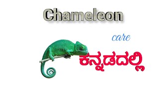 Chameleon care  in Kannada