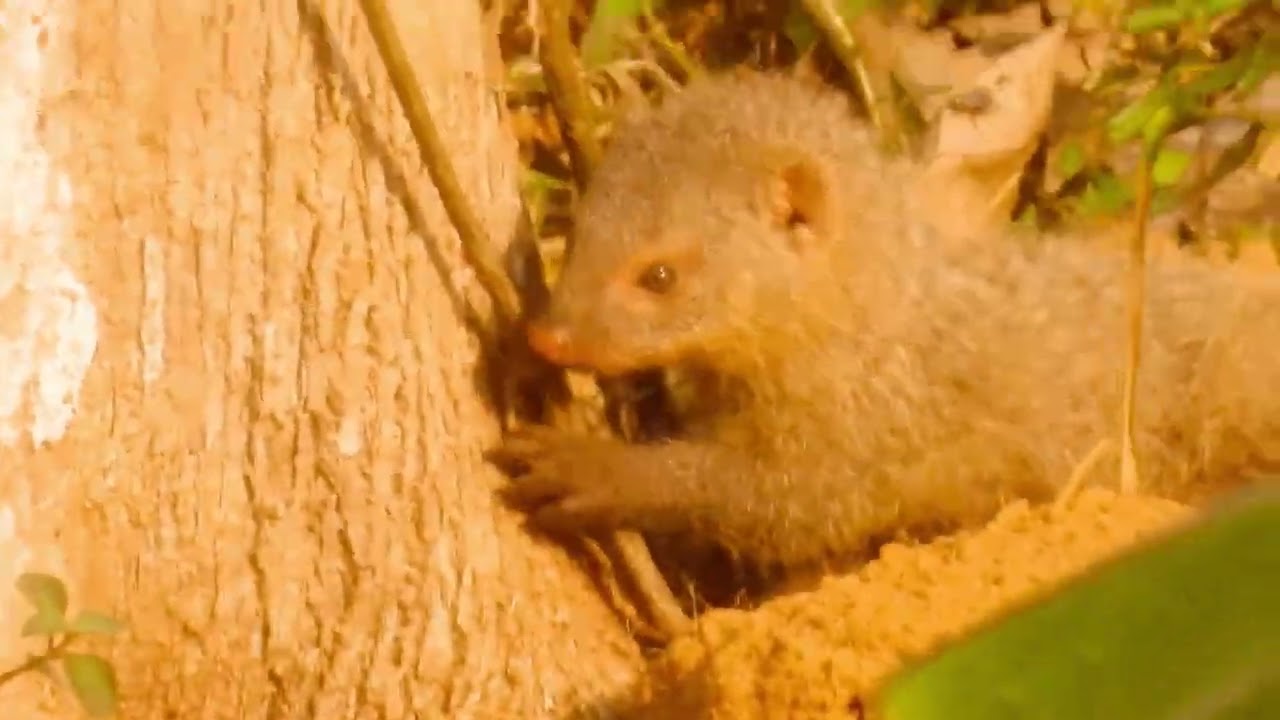 The Fearless Mongoose: Nature’s Snake Slayer!