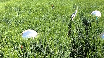 Automated chamber system for gaseous flux determination