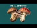 The Secret Language of Earth Mp3 Song