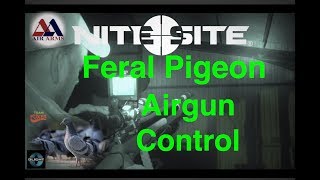 Feral Pigeon Control With Air Rifles