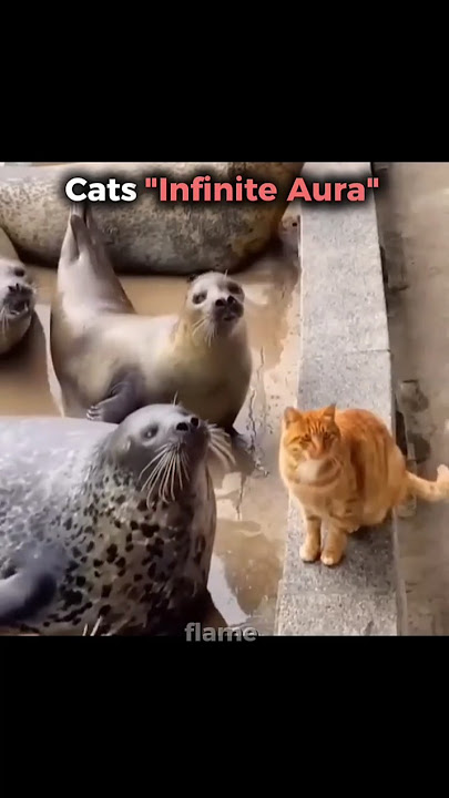 Cats Infinite Aura 💀 #cat #cats #trollfaceedit