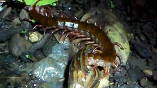 centipede giant snail african land eating found peruvian