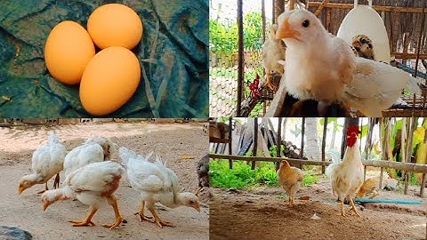 Farm chickens are not difficult to raise | But raising is born without a market, selling cheaply.