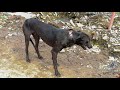 Hopeless street dog that was saved and had a terrible neck wound from maggots