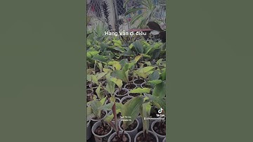 #buangai ,#ngai ,#tamlinh Shop ngải tài lộc luôn có giống các loại ngải nha các bạn.