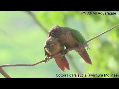 cotorra cara sucia (Pyrrhura Molinae) cotorra cara sucia (Pyrrhura Molinae)