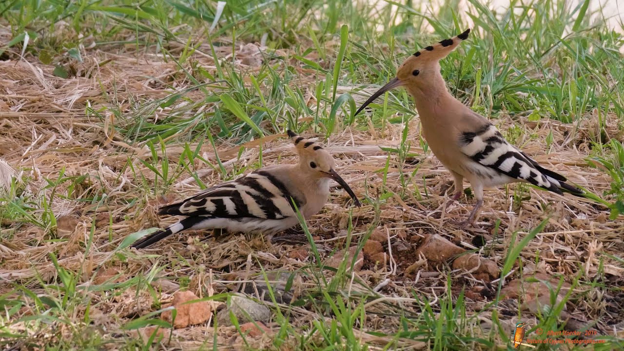Wiedehopf Brautwerbung - Hoopoe pair in Garden