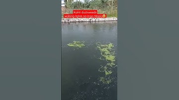 Thumbnail of Duckweeds for Tilapia. Pure Organic 100% #ytshorts #shorts #youtubeshorts