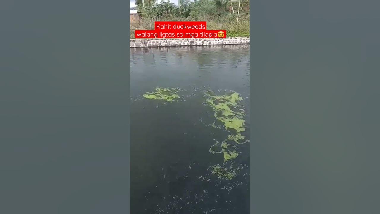 Duckweeds for Tilapia. Pure Organic 100% #ytshorts #shorts #youtubeshorts