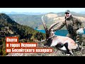 Охота в Испании на Бесейтского горного козла. Как измерить рога?! IBEX hunting in Spain.