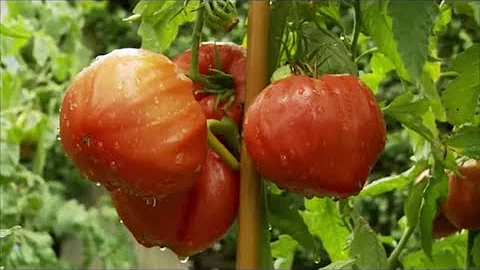 Jak docílit lepší chuti zimních rajčat?