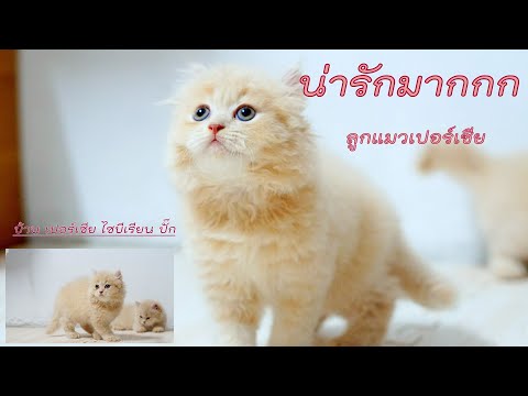 ลูกแมวเปอร์เซีย #kitten