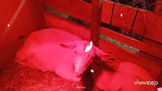 картинка: ЕСЛИ КОЗА РАНО ПОКРЫЛАСЬ 1 часть