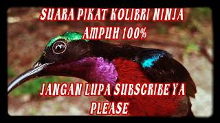 Suara pikat kolibri ninja ampuh 100%