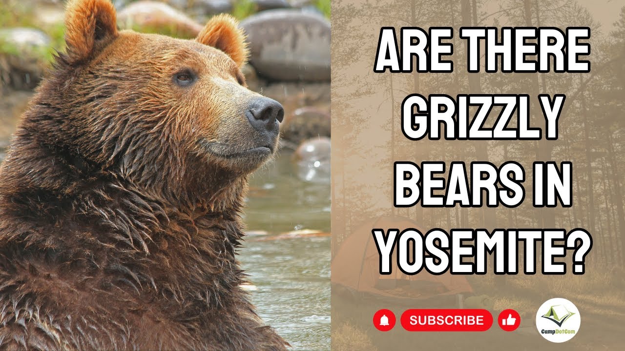 Are There Grizzly Bears In Yosemite CampDotCom YouTube are-there-grizzly-bears-in-yosemite-campdotcom-youtube
