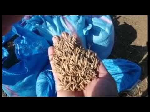 فيديو: ما هي كمية الماء اللازمة لزراعة الشوفان؟