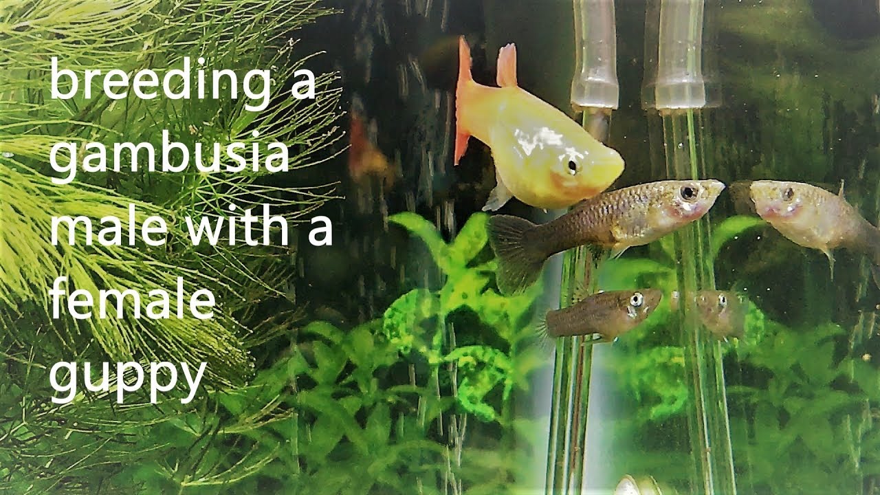 Are Guppies And Mosquito Fish The Same Thing? Quick Answer