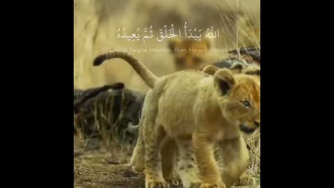 آيات قرآن جميلة 🎧 عبدالله الموسي ⚡ أجمل حالات واتس اب دينية مقاطع دينية قصيرة مقاطع انستقرام دينية