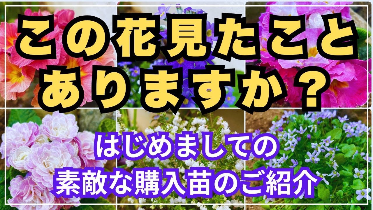 Welcome to the Gardening Channel!Introducing the beautiful flowers