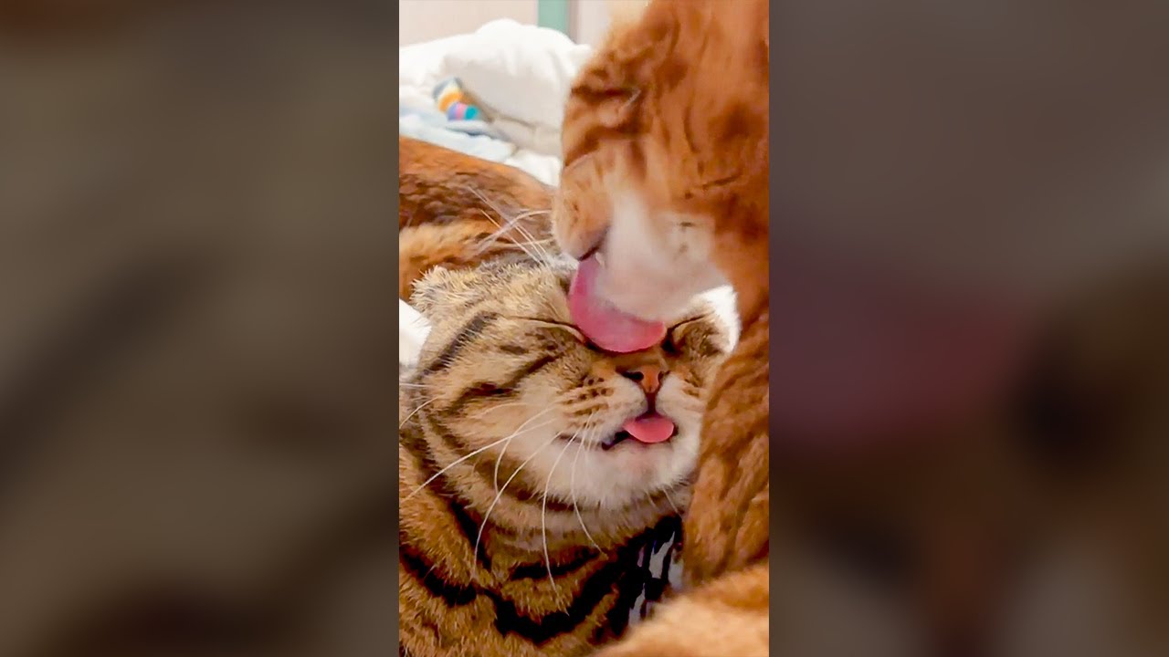 Cute Cats Grooming Each Other - Funny Cat Videos 🐾