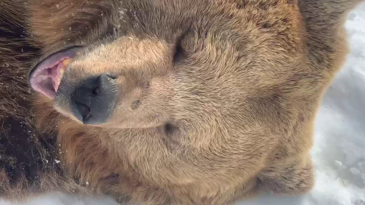 Part II HOW DO I TELL THE BEARS APART Jenny Amy YouTube Part II HOW DO I TELL THE BEARS APART Jenny Amy YouTube