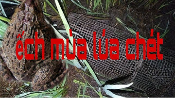 ĐẶT LỢP ẾCH // Dở lợp ếch mùa lúa chét ở miền tây