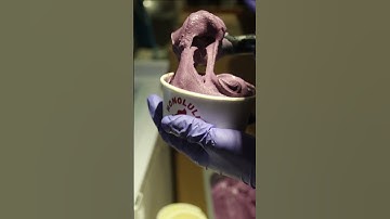 Here’s a recap of our ✨Yelp Elite Event✨ a few weeks ago! Mahalo to the Yelp Elite Squad 🤙