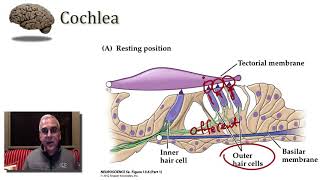 Auditory System  Peripheral Mechanisms part 2